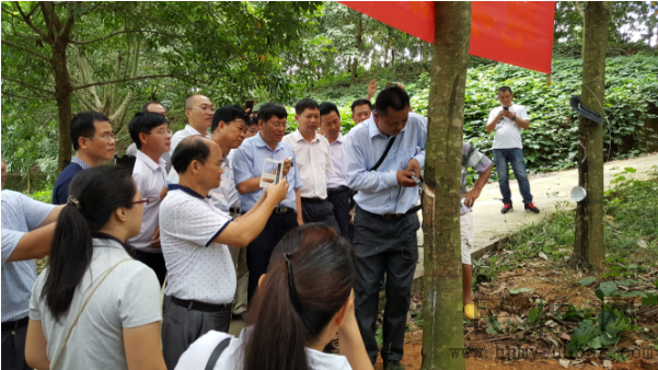 未来的天胶生产,人工与机器的配合(图1) 未来的天胶生产,人工与机器的配合(图1)