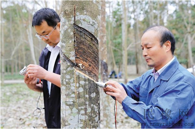 未来的天胶生产,人工与机器的配合(图2) 未来的天胶生产,人工与机器的配合(图2)